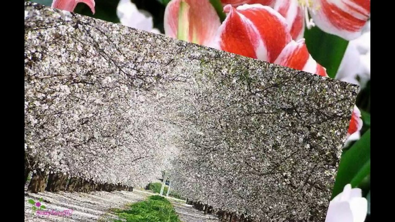 YVES SAINT LAURENT Cinema სუნამო სპრეი