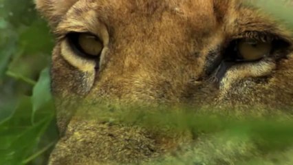 Son Aslanlar: 1.Bölüm | TrSub | 720p |