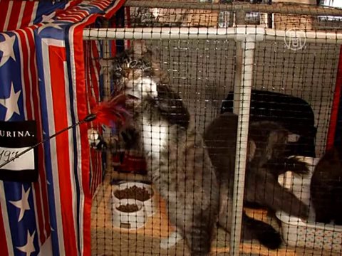 Выставка кошек-гигантов открылась в Киеве