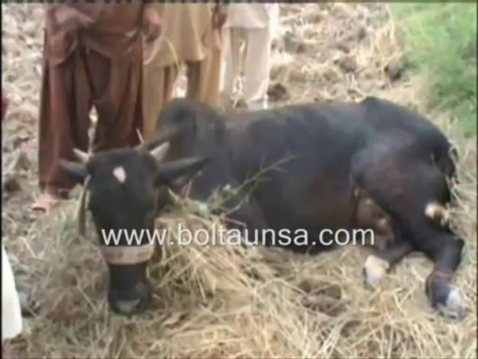 ڈیرہ غازیخان . کوٹ ہسو میں گائے چوری میں ناکامی  پر چور قیمتی گائے کی ٹانگے توڑ کر فرار۔