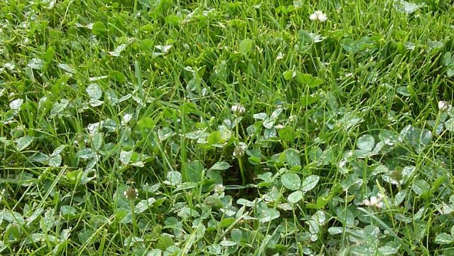 Arroseur gesbert arrosage