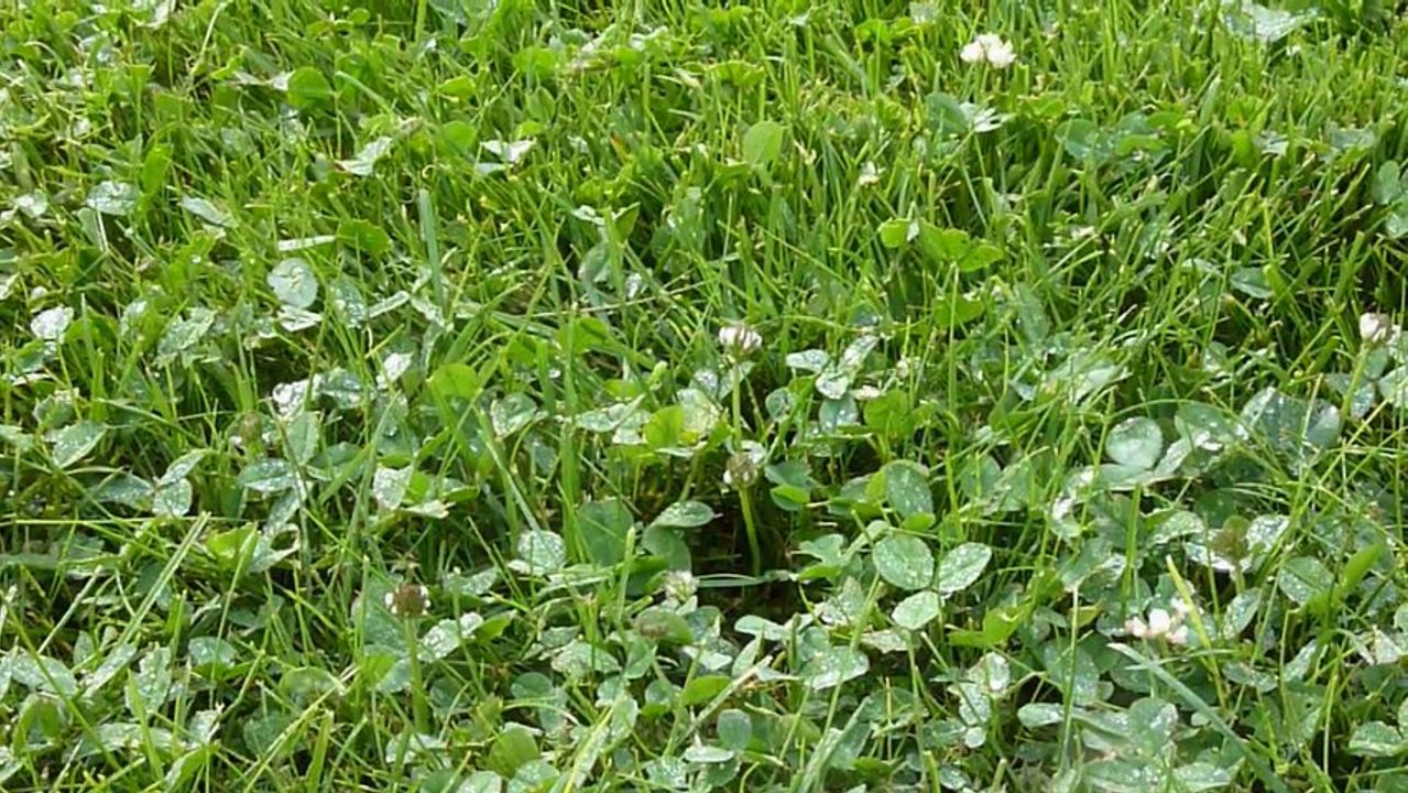 Arroseur gesbert arrosage