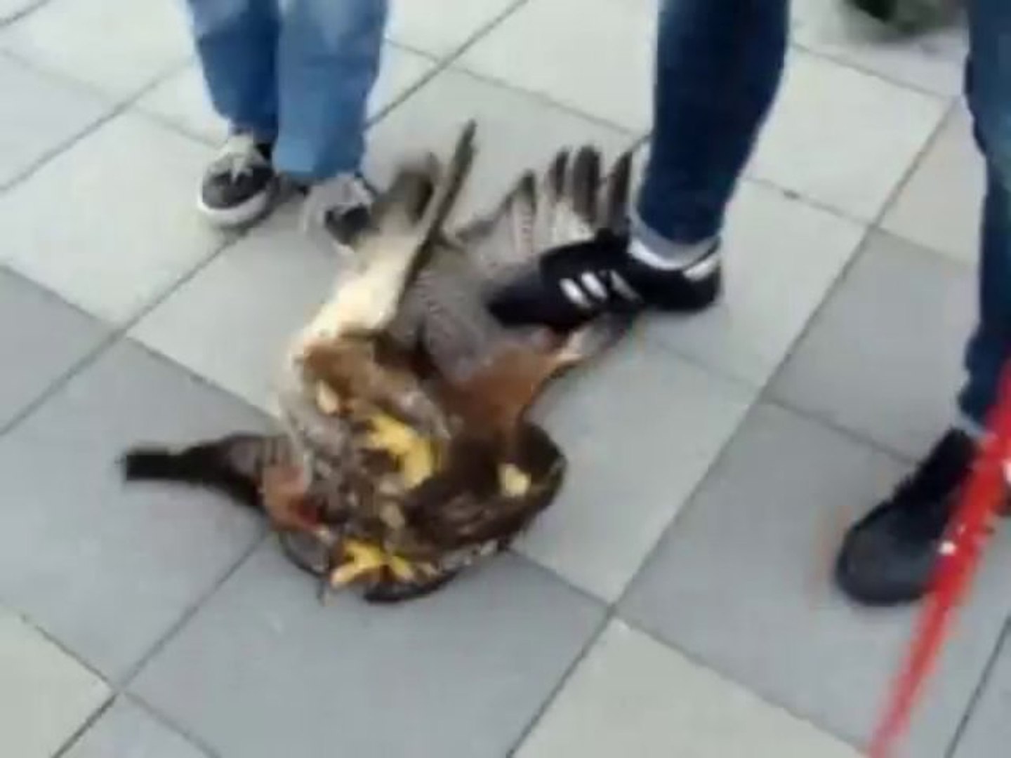 Une Buse Attaque Un Chien Video Dailymotion
