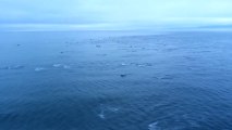 Un gigantesque banc de dauphins accompagne un ferry au Canada