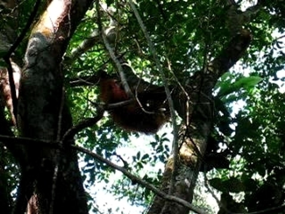 Orang Utan