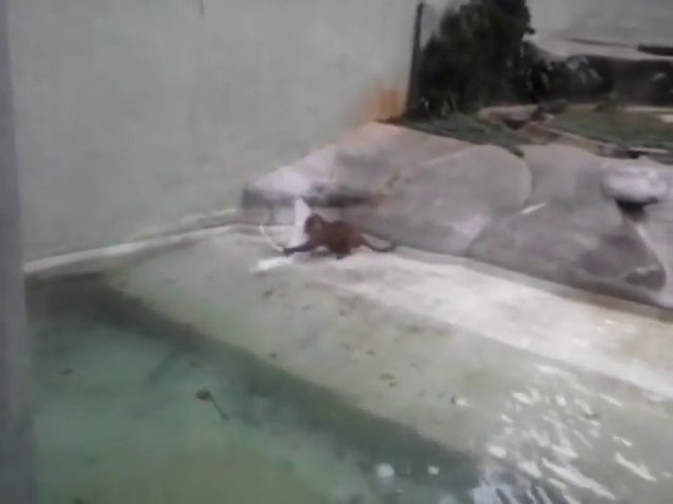 JAGUAR VS HERON... Poor bird!