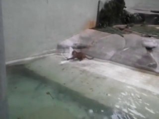 JAGUAR VS HERON... Poor bird!