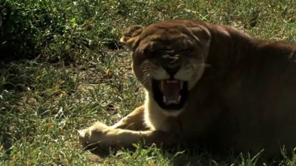 Son Aslanlar: 2.Bölüm | TrSub | 720p |