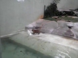 Jaguar VS Héron... Enorme l'attaque éclair!