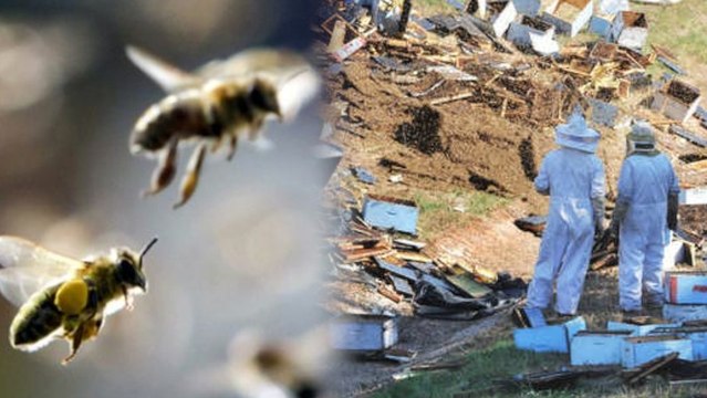 Accident on GA Interstate Releases Millions of Bees