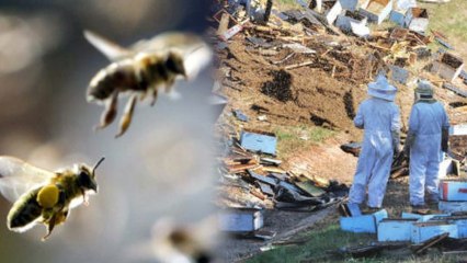 Accident on GA Interstate Releases Millions of Bees