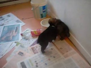 4 novembre 2013 (2) : 4 semaines (tétée)