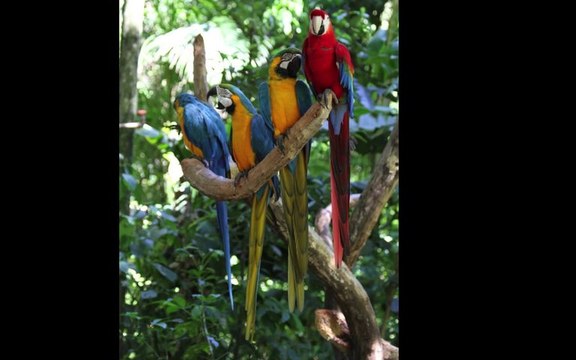 Les chutes d'Iguaçu, la faune et la flore