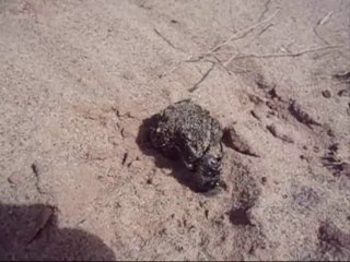 Scarabé oued m'zi,Laghouat 31 10 2013(6)