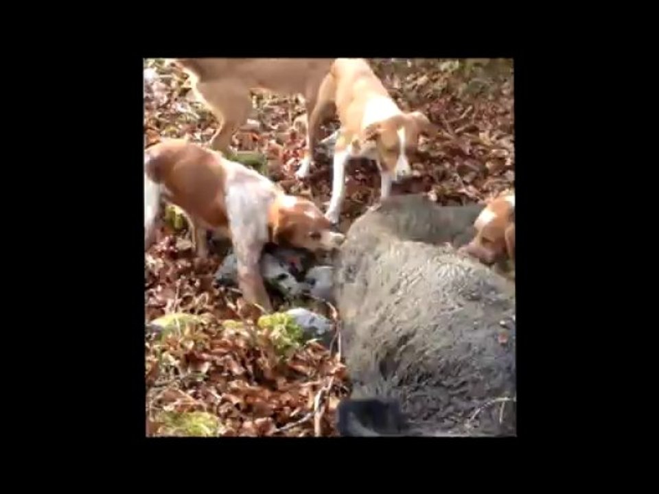 Mes Chiens au Cagire