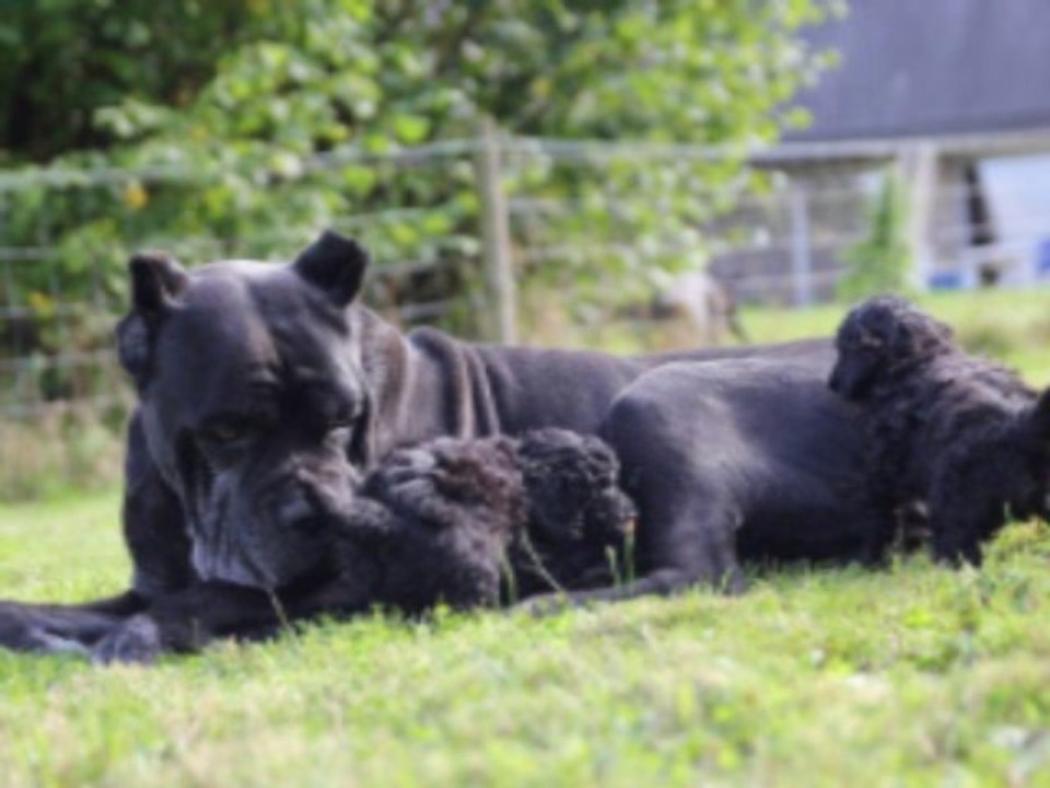 chiots Gaby de Yupendi* Ker Kolann Athos, 8 semaines