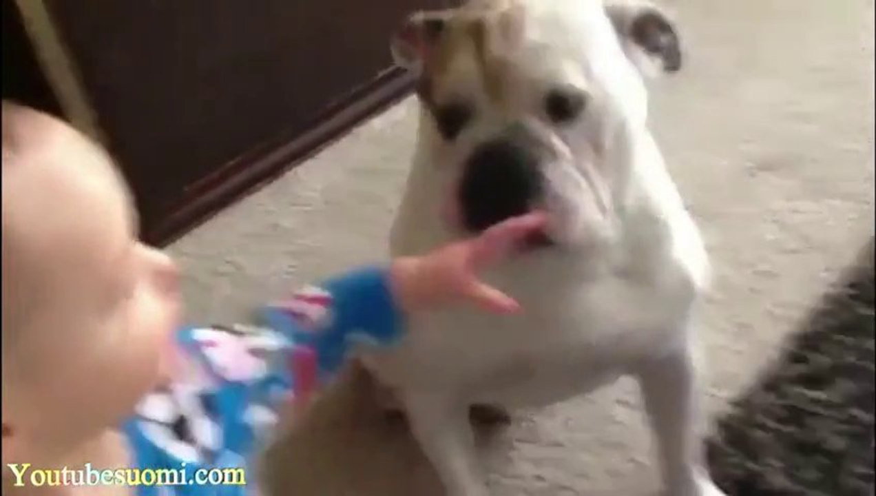 LA compilation de CHIEN à voir ABSOLUMENT... Trop drôle!
