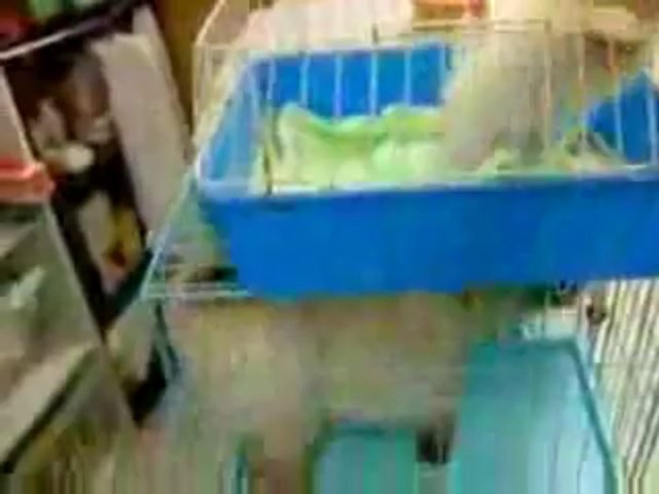 Filhote de cachorro com medo da altura