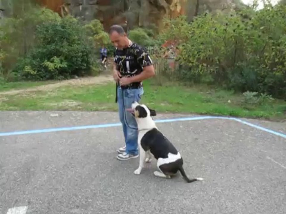 Dressage canin la ciotat 13 Chien dominant