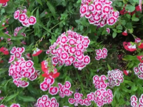 le petit train et les jardins de claude monet