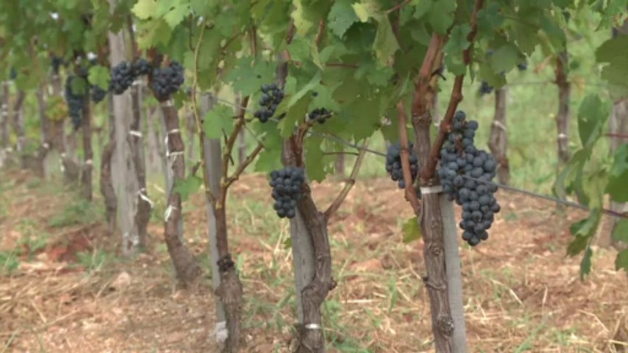 Chinas Weinszene blüht - dank französischer Winzer