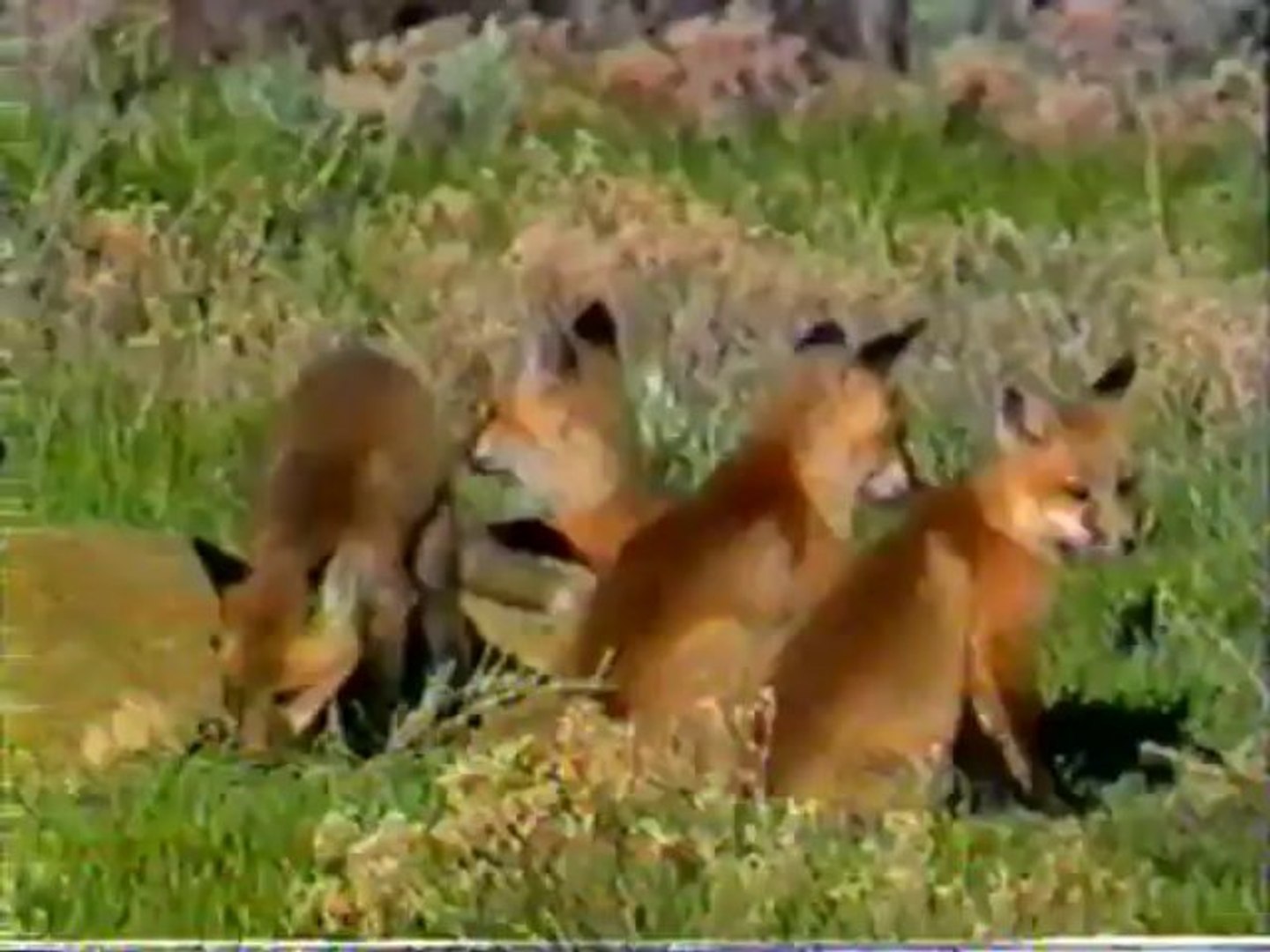 Baby Animals At Play - Animal Fun Part 2
