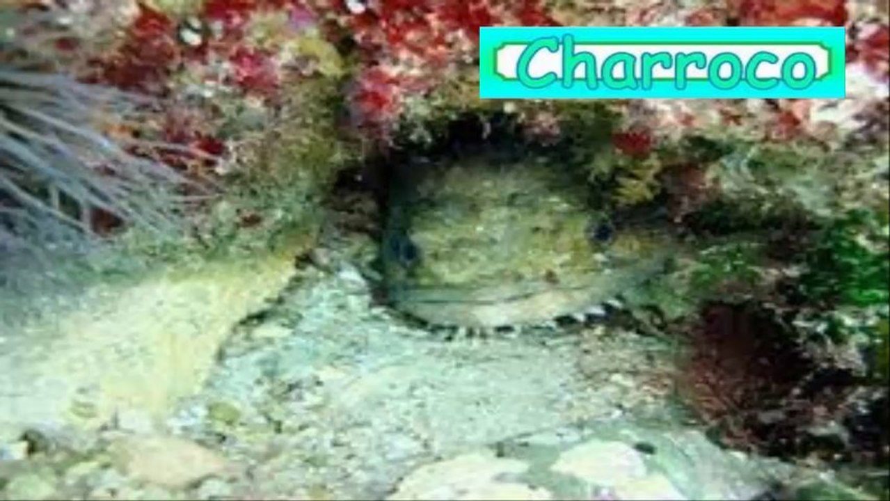 charroco