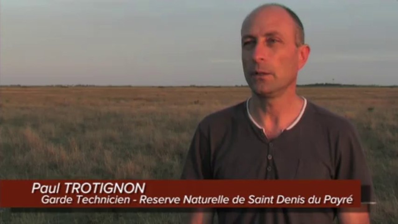 Inventaire de papillons de nuit