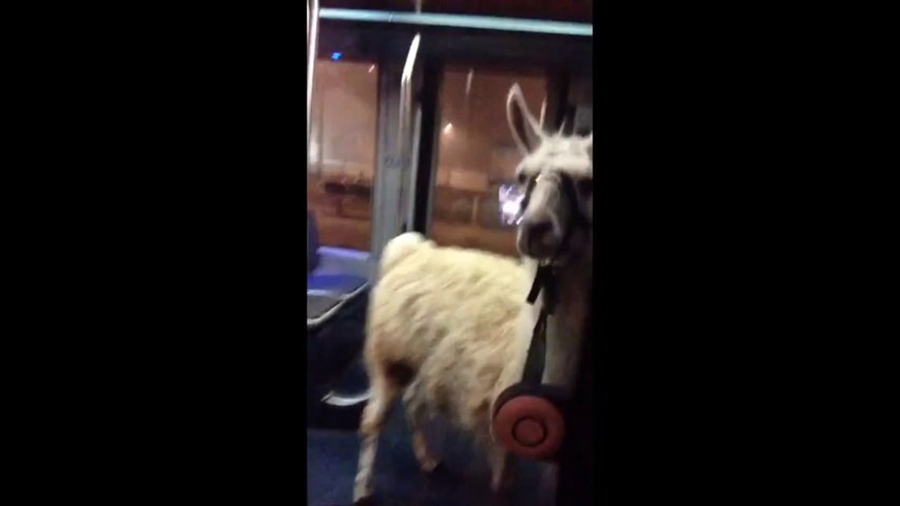 La vidéo de Serge le Lama dans le tramway