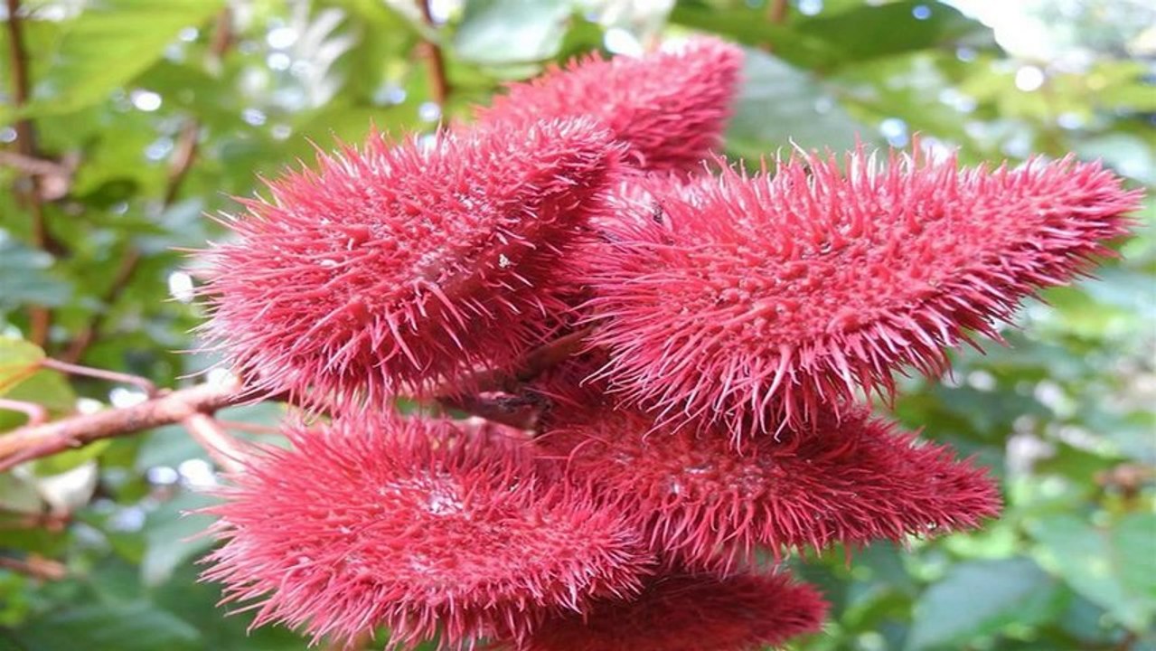 Selva Amazonica - Amazonic Rainforest (PP720)