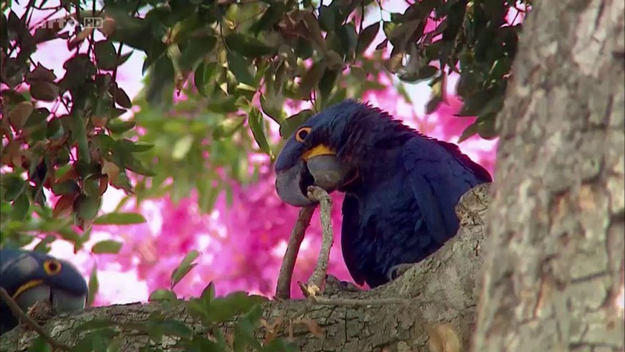 Le Pantanal brésilien EP01 de 3