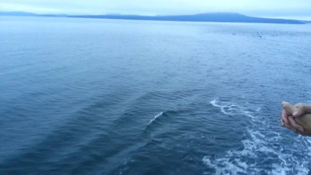 Superpod of Dolphins Swims Alongside a British Columbia Ferry