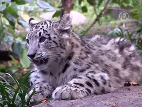 В Нью-Йорке показали котят снежного барса