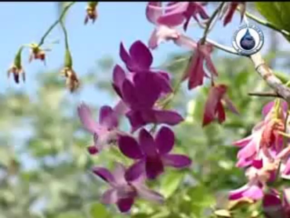 fraz bhatti song toty dila da