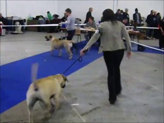 exposition canine metz 03/11/2013 meilleur de race dogo canario