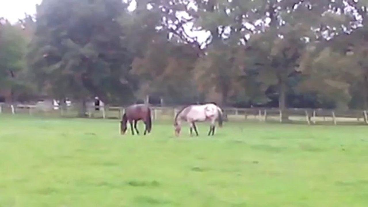 VID_20131101_111250