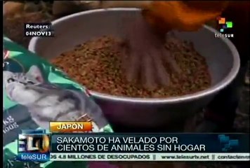 Japonés cuida a animales abandonados tras accidente en Fukushima