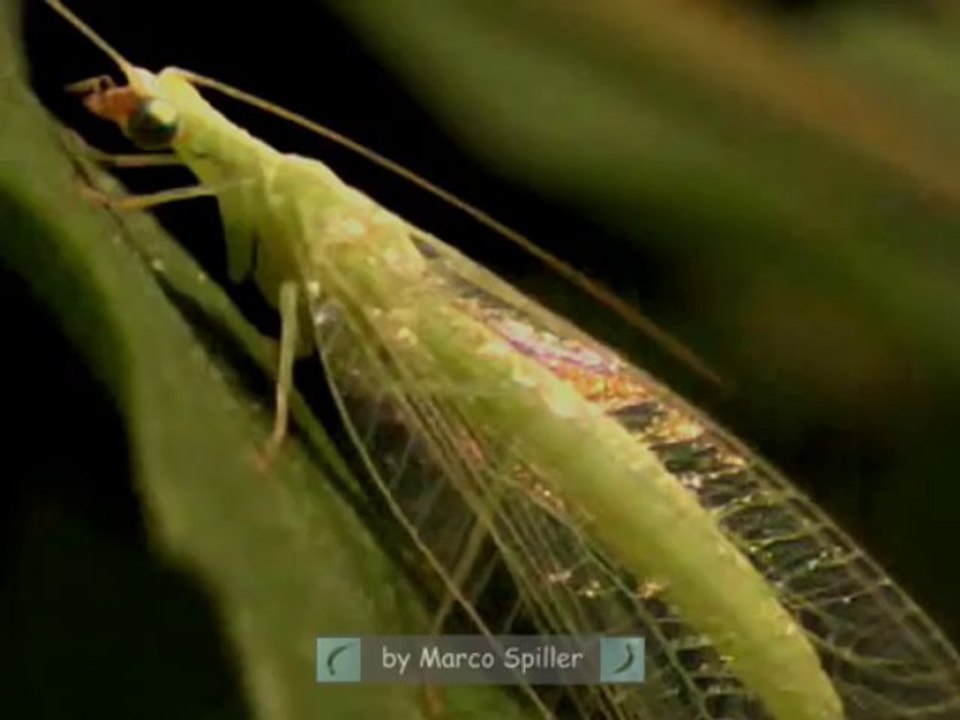 Chrysoperla
