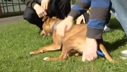 RSPCA highlights shocking abuse of animals