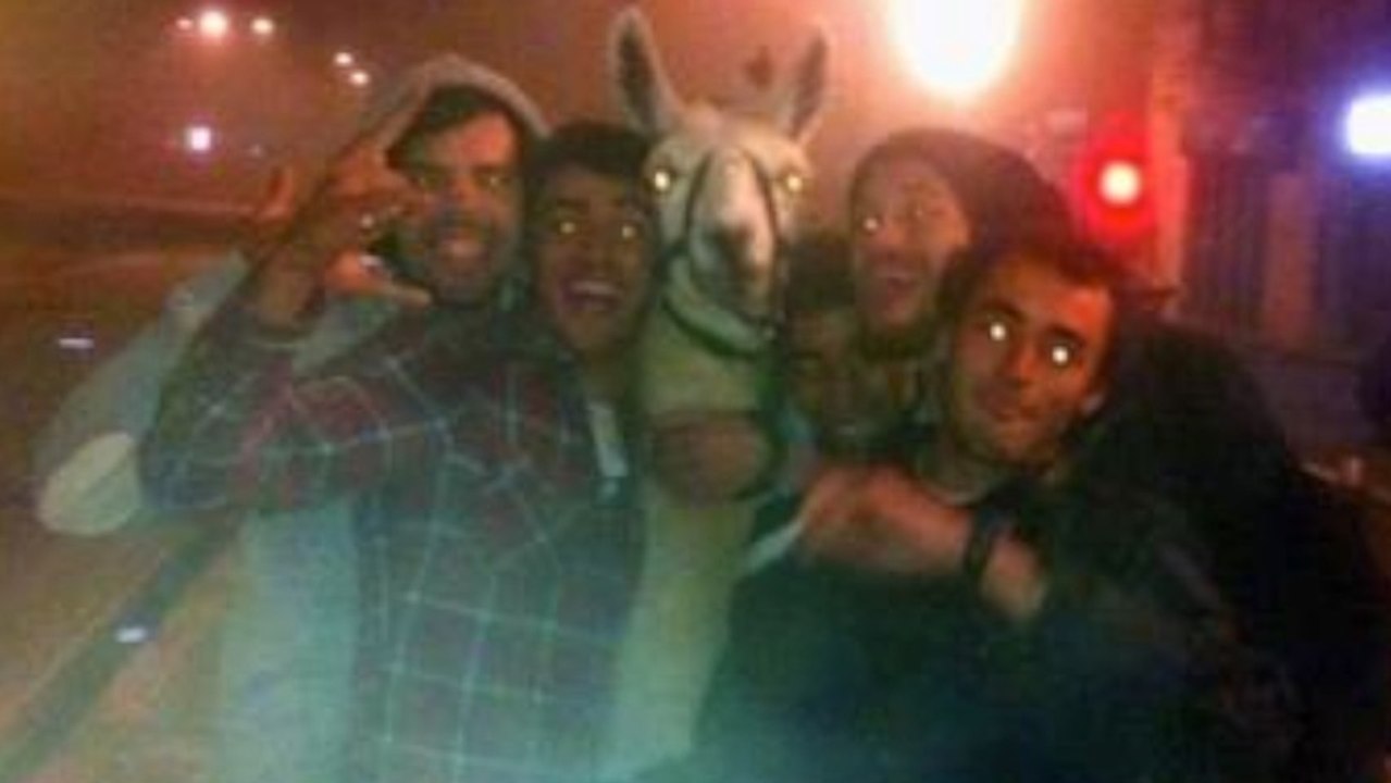 Drunk French Teens 'Steal' Llama For Big Night Out