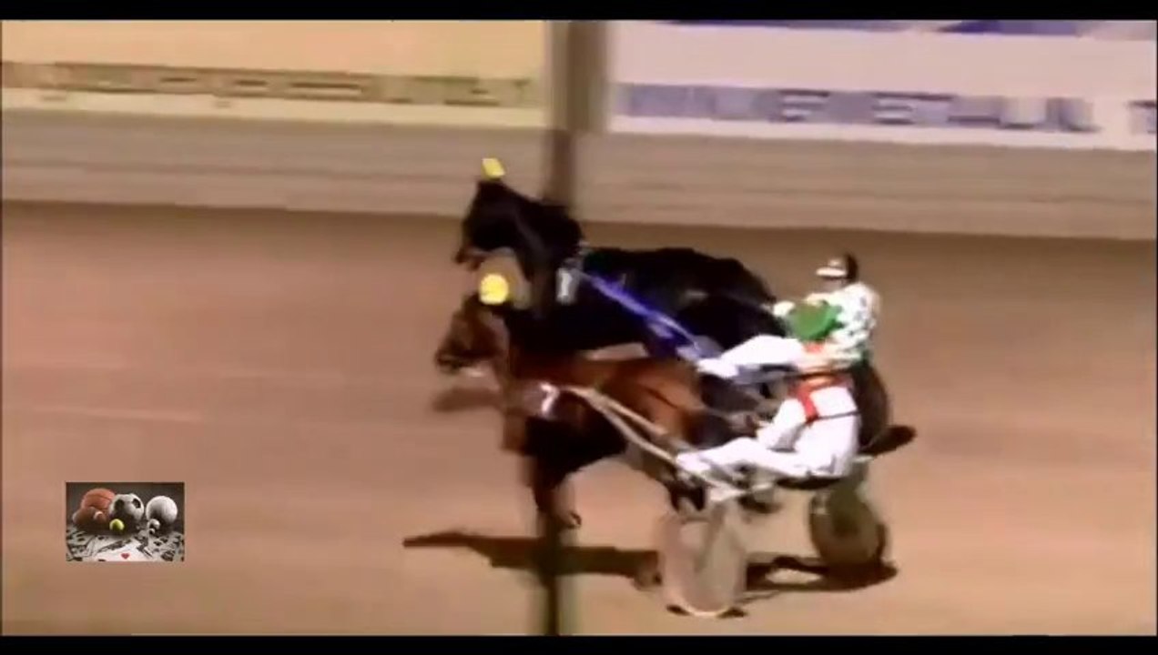 LAPIN contre CHEVAL... La lapin gagne la course haut la main (peau de lapin)!