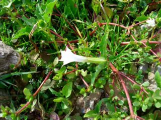 keçikalesi-sağlık köyü parkuru-03.11.2013