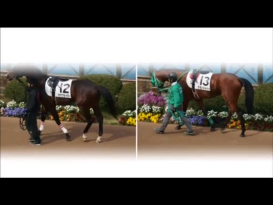 天までとどけ　Ⅱ（桜押し問答）