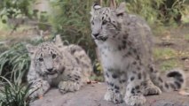 Adorable Snow Leopard Cubs Make Zoo Debut