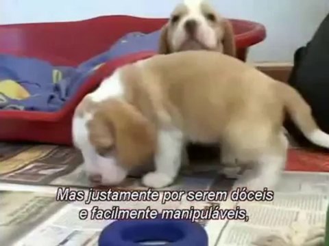 Ativistas mostram em vídeo indícios de maus tratos em beagles assista