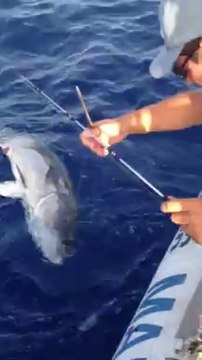 Jigging seriole no kill