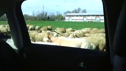 VALLESPIR CONDUITE A LA RENCONTRE DES MOUTONS