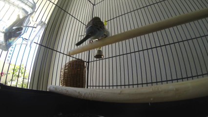 Budgie GoPro Timelapse
