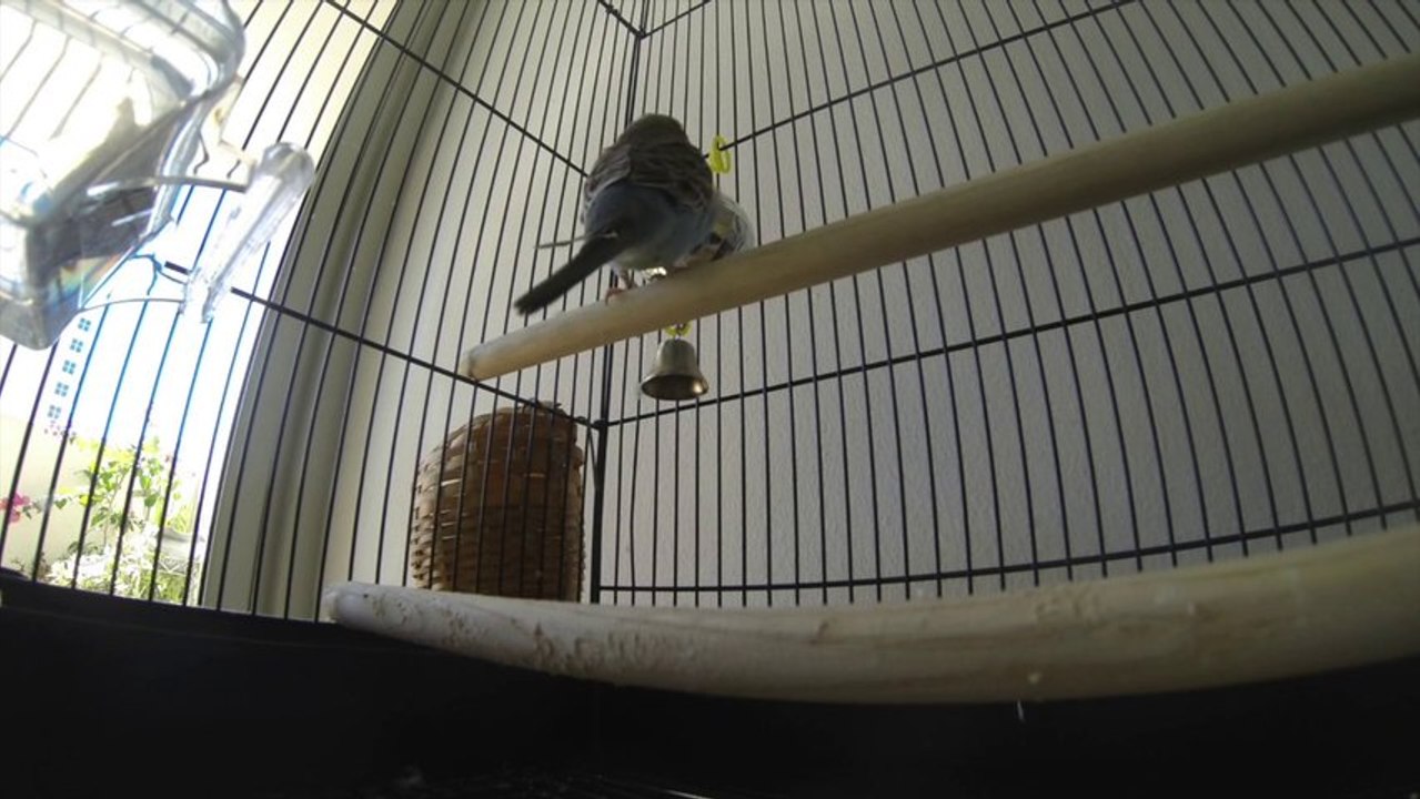 Budgie GoPro Timelapse