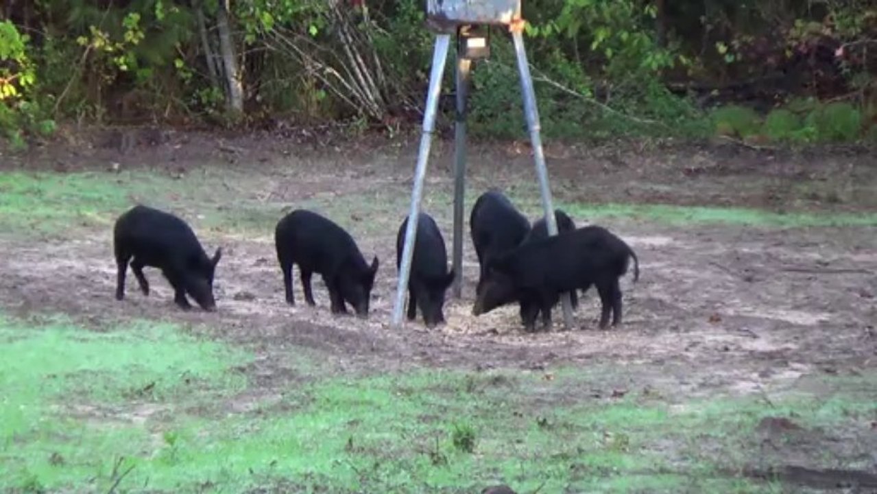 Hogs My Way